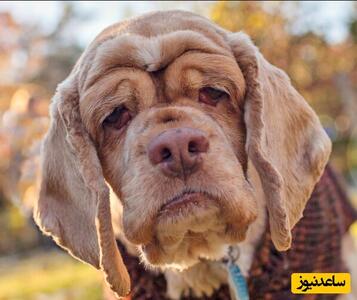 رونمایی از عجیب الخلقه‌ترین سگ های دنیا/ از موهای کراتینه شده تا پوست ماکارونی شکل+عکس