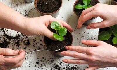 میخوای رشد گیاهان آپارتمانیت دو برابر شه؟ | با این ترفند رشد گیاهات زیاد میشه