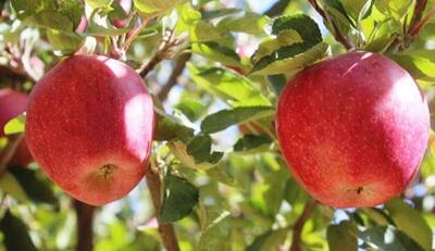 باغ سیب مهرشهر و دیدنی های آن