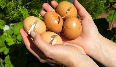 نحوه تهیه کود با پوست تخم مرغ و تاثیر آن بر رشد گیاهان