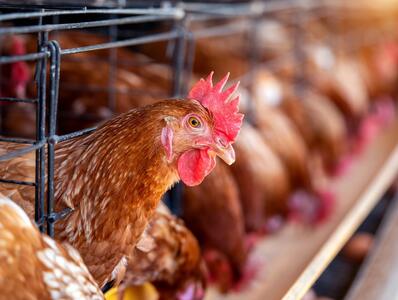 کاهش خرید حمایتی مرغ در یکماه ابتدای سال