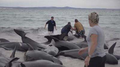 ویدیوها. ۱۳۰ نهنگ به گل نشسته در سواحل غربی استرالیا نجات یافتند