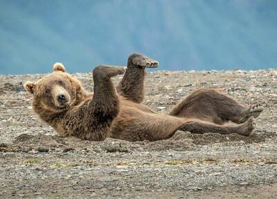 (تصاویر) خنده‌دارترین لحظات «خرس‌ها» در حیات وحش