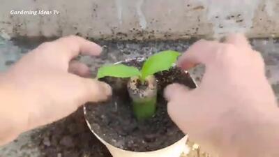 (ویدئو) نحوه پرورش درخت موز با کمک آلوئه ورا و میوه موز در خانه
