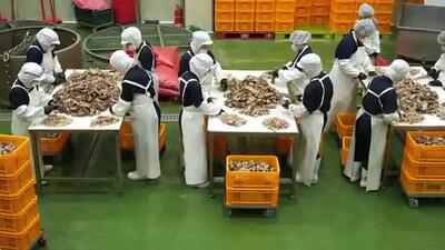 (ویدئو) فرآیند پخت و بسته بندی 2 تن خورشت دنده گاو در کارخانه معروف کره ای