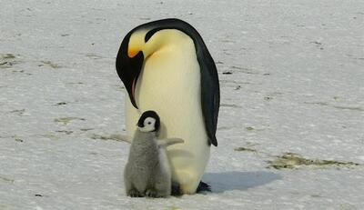 (ویدئو) مرگ جوجه‌ پنگوئن‌های امپراتور در پی ذوب بی‌سابقه یخ در قطب جنوب