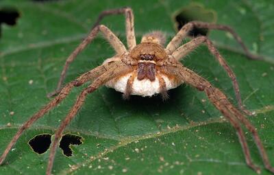 (تصاویر) این عنکبوت بی‌رحم و خطرناک است