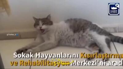 مراجعه گربه‌ باردار به یک مرکز بهداشت برای زایمان | فیلم