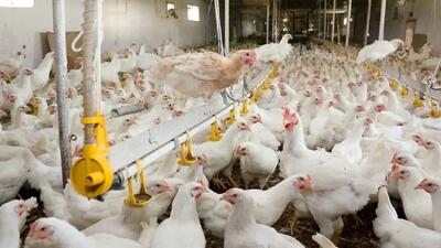 متعهد به خرید مازاد داخلی مرغ از مرغداران هستیم/ لزوم فعال شدن کریدورهای صادراتی