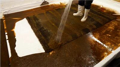 فرآیند شست و شوی کثیف ترین فرش جهان با هزینه 6 میلیون تومان/ ویدئو