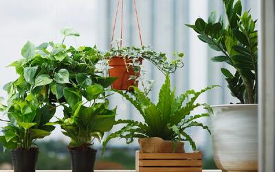گیاهان آپارتمانی خود را کجا بگذاریم؟ راهنمای جامع نور، دما و رطوبت - خبرنامه