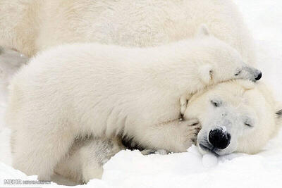 تصاویری زیبا از علاقه توله خرس قطبی به مادرش