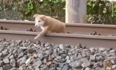 فیلم/ خوابیدن یک سگ روی ریل هنگام عبور قطار