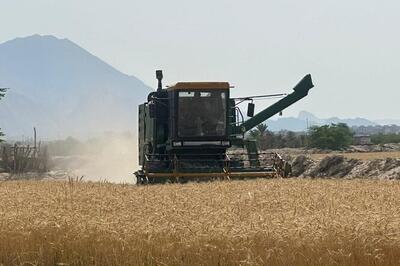 پیش بینی خرید ۹۰ هزار تن گندم از مزارع باوی
