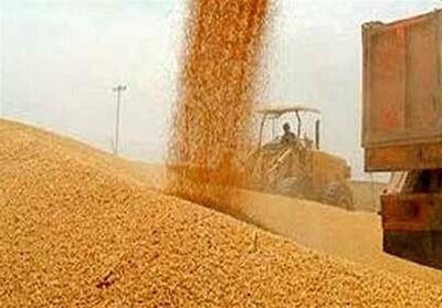 کشف 40 تن گندم غیرقابل استفاده در حمیدیه - تسنیم
