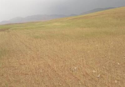خسارت خشکسالی به 140 هزار هکتار محصول گندم بوشهر - تسنیم