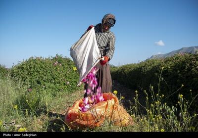به مناسبت 8 اردیبهشت روز میمند خواستگاه گل محمدی - فارس- عکس خبری تسنیم | Tasnim