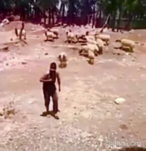 ویدئو/ گوسفندی که انتقام سواری گرفتن را از چوپانش گرفت!