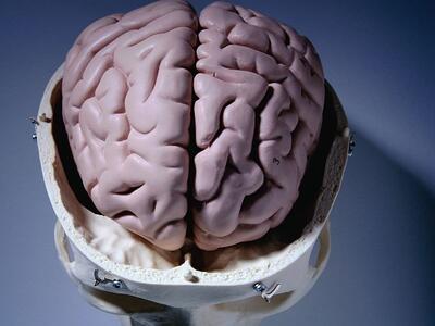 مغز انسان بزرگ می شود