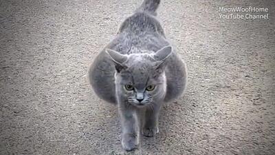 گربه نژاد داری که به دلیل شکم بزرگ اش رها شد!