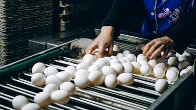 قیمت کنونی تخم مرغ با نرخ منطقی چقدر اختلاف دارد؟