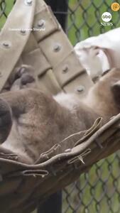 (ویدئو) لذت یک توله شیر کوهی از استراحت در بانوج