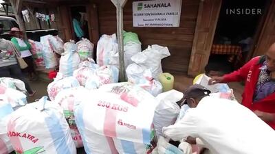 (ویدئو) فرآیند برداشت و فرآوری ده ها تن وانیل توسط کشاورزان ماداگاسکاری