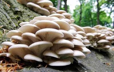 هشدار اورژانس کشور: این قارچ ها را نخورید!
