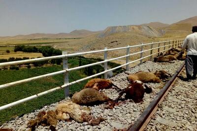 ۵۷ راس گوسفند بر اثر برخورد با قطار در آبیک تلف شدند