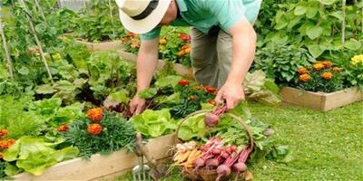 رشد ۱۴ برابری تسهیلات مکانیزاسیون باغبانی در همدان