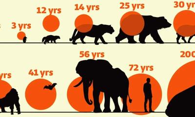 آیا عمر انسان می تواند به 1000 سال برسد؟ + اینفوگرافی عمر پستانداران