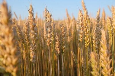 ۴۰ هزار تن گندم در استان بوشهر برداشت می‌شود