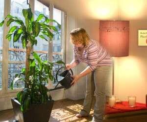 بهترین روش آبیاری گیاهان آپارتمانی در هنگام سفر + آموزش