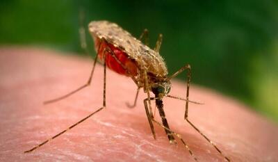ریسکِ مالاریا - شهروند آنلاین
