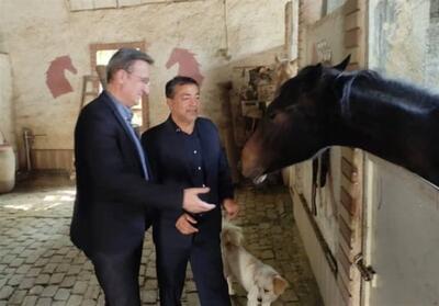 حمایت فدراسیون سوارکاری از پرورش‌دهندگان اسب‌های ترکمن - تسنیم