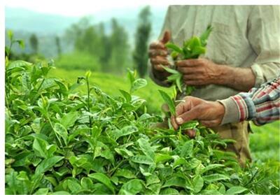 رئیس سازمان چای: دولت ‌مسئله چای سنواتی را تعیین تکلیف کند - تسنیم