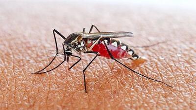 علائم بیماری مالاریا چیست/ چگونه می توان مالاریا را درمان کرد!