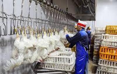 تفاوت چشم گیر قیمت تمام شده مرغ در نصف جهان و سایر استان های کشور