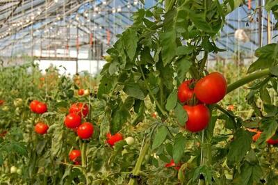 پیش بینی کشت ۶۰ هکتار از مزارع گوجه فرنگی استان قزوین با روش سایبان 
