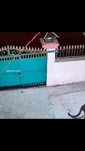 کلیپ تماشایی شکار شدن سگ در حیاط خانه توسط پلنگ