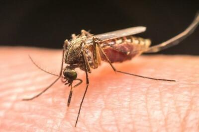 هجوم مالاریا از مرزهای شرقی