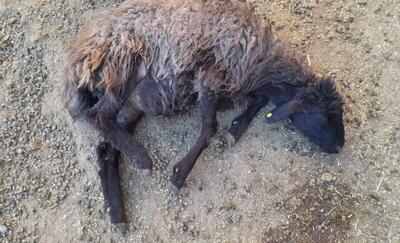فرمانداری آبیک : تلف شدن ۵۷ رأس گوسفند در برخورد با قطار