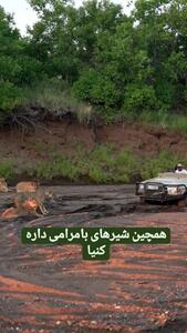 (ویدئو) تصاویری باورنکردنی از بکسل کردن خودرو توسط شیرها