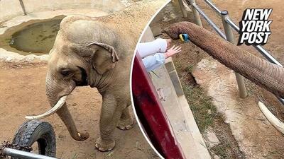 (ویدئو) لحظه‌ای شایان ستایش که یک فیل کفش کودک نوپا را بازگرداند