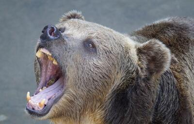 (ویدئو) حمله ناگهانی خرس به یک خودرو