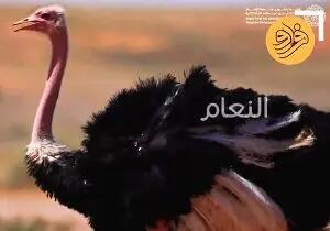 بازگشت یک پرنده ویژه به عربستان بعد از ۱۰۰ سال + فیلم