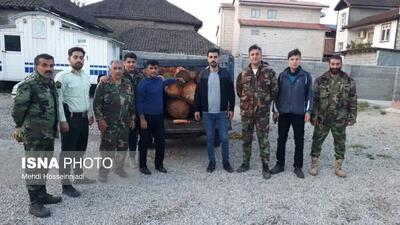 درگیری شبانه جنگلبانان با قاچاقچیان چوب در آستارا / دستگیری دو قاچاقچی چوب