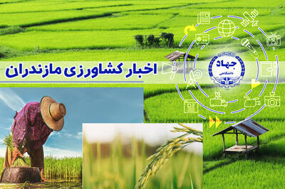 تولید محصول سالم برنج در ۳۰۰۰ هکتار شالیزار مازندران
