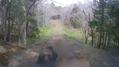 خرس خشمگین کنار جاده