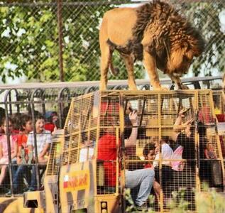 باغ وحشی که در آن حیوانات آزاد، اما انسان ها در قفس اند! +ویدئو